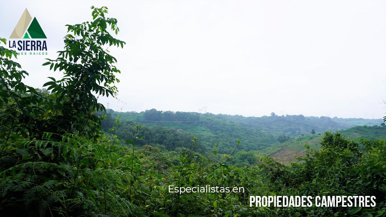 200-hectare coffee farms