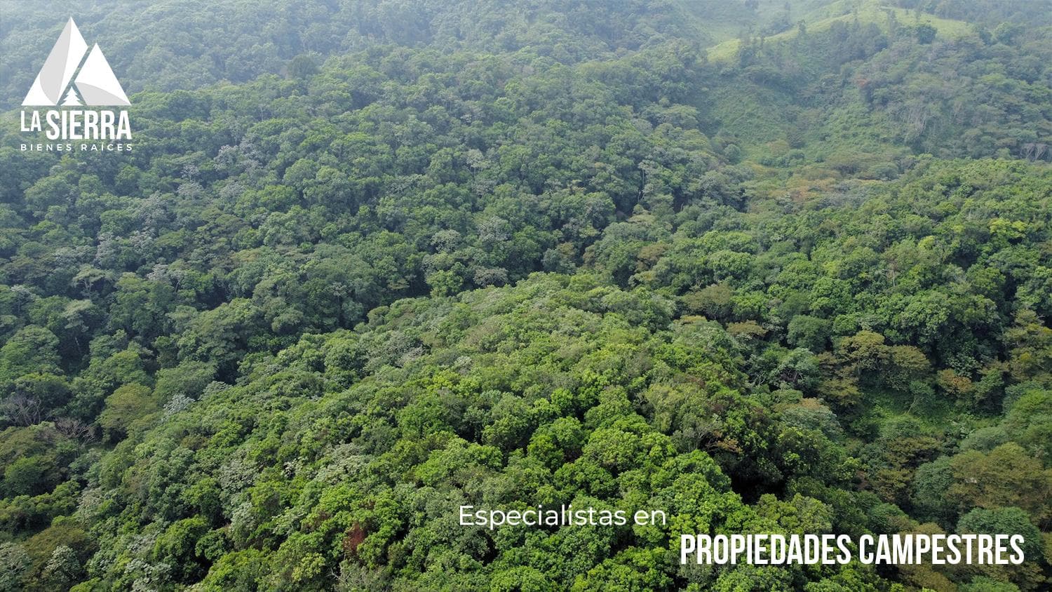 200-hectare coffee farms