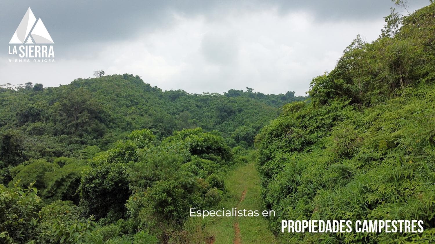 200-hectare coffee farms