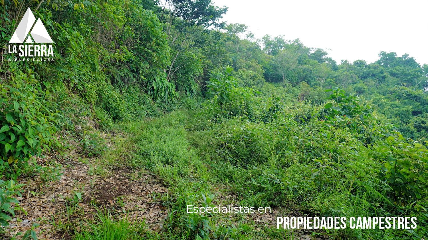 200-hectare coffee farms