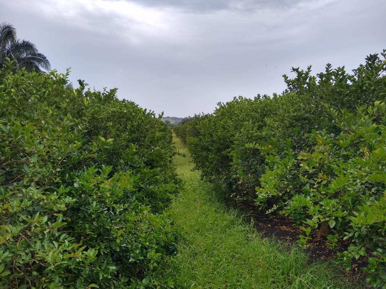 Land for Sale with Persian Lemon Orchards in Production. Martinez de la Torre, Veracruz