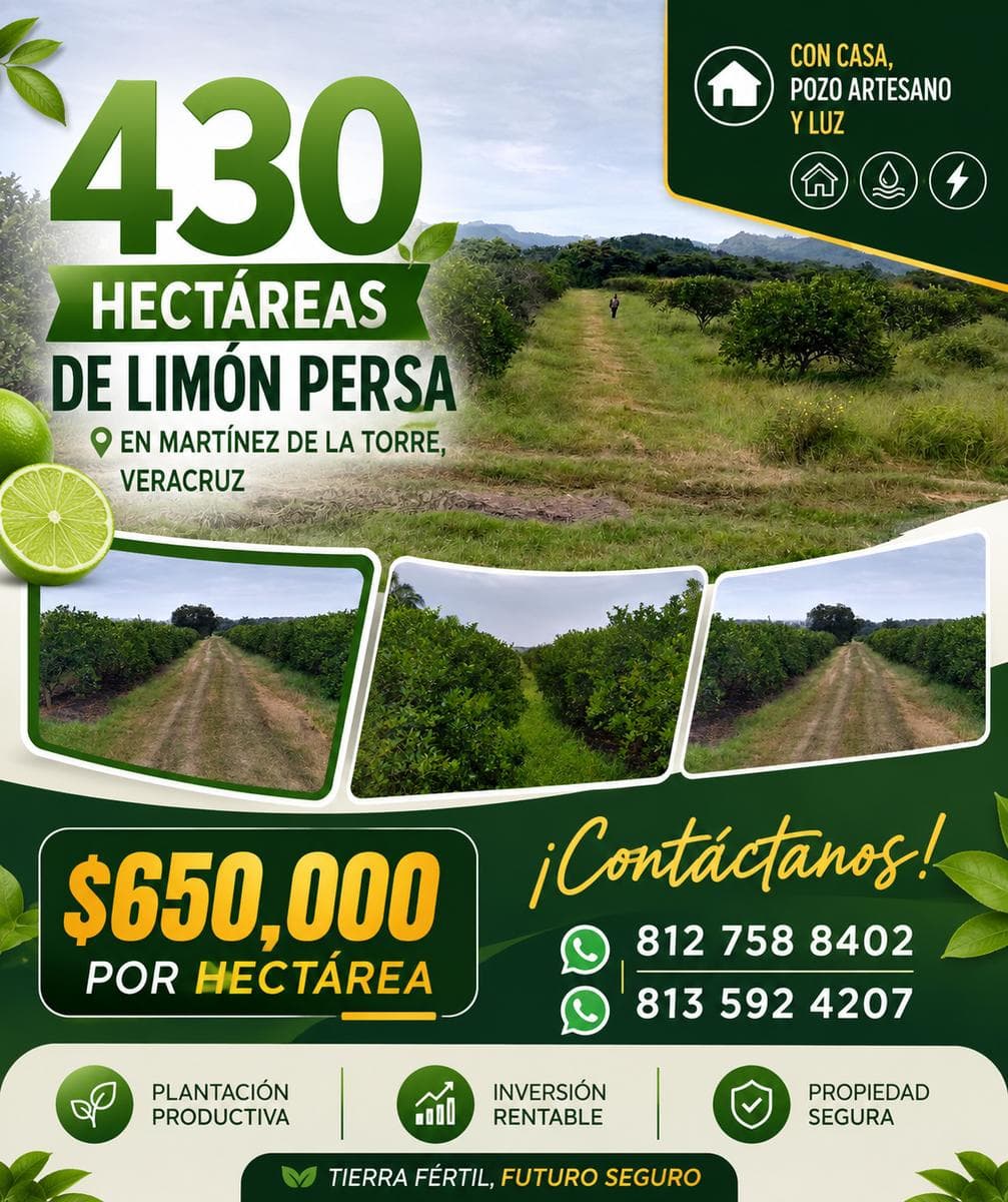 Land for Sale with Persian Lemon Orchards in Production. Martinez de la Torre, Veracruz