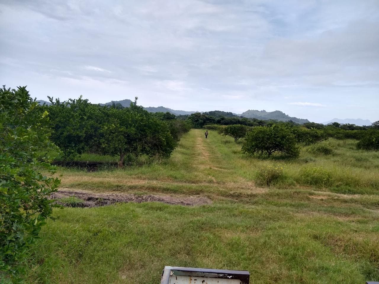 Land for Sale with Persian Lemon Orchards in Production. Martinez de la Torre, Veracruz
