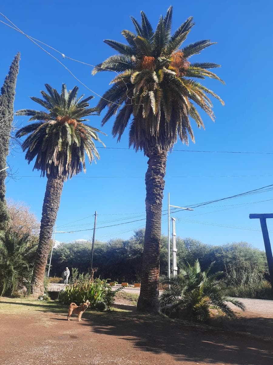 Land and House in Colonia Segovia
