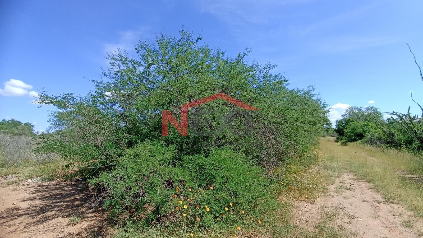 LAND FOR SALE IN REAL DEL ALAMITO