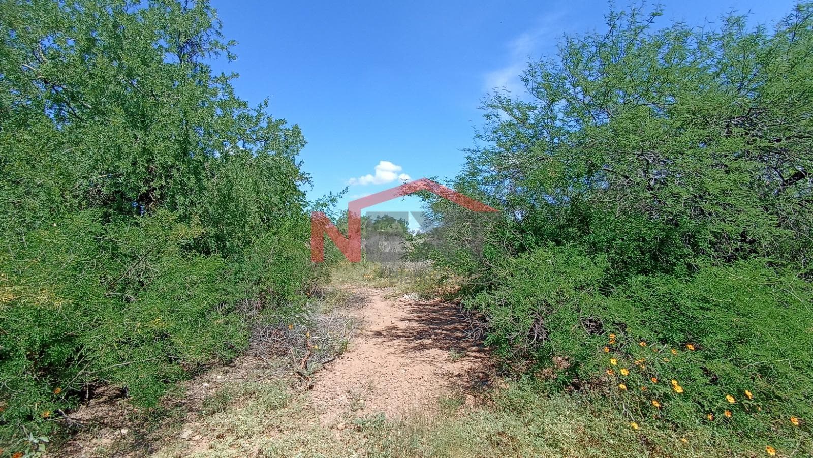 LAND FOR SALE IN REAL DEL ALAMITO
