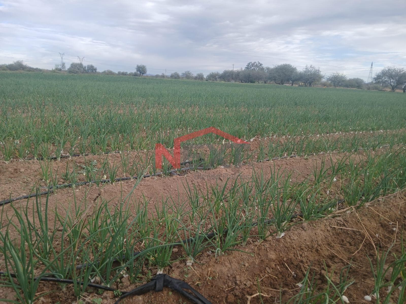 FARM LAND FOR SALE IN LA VICTORIA