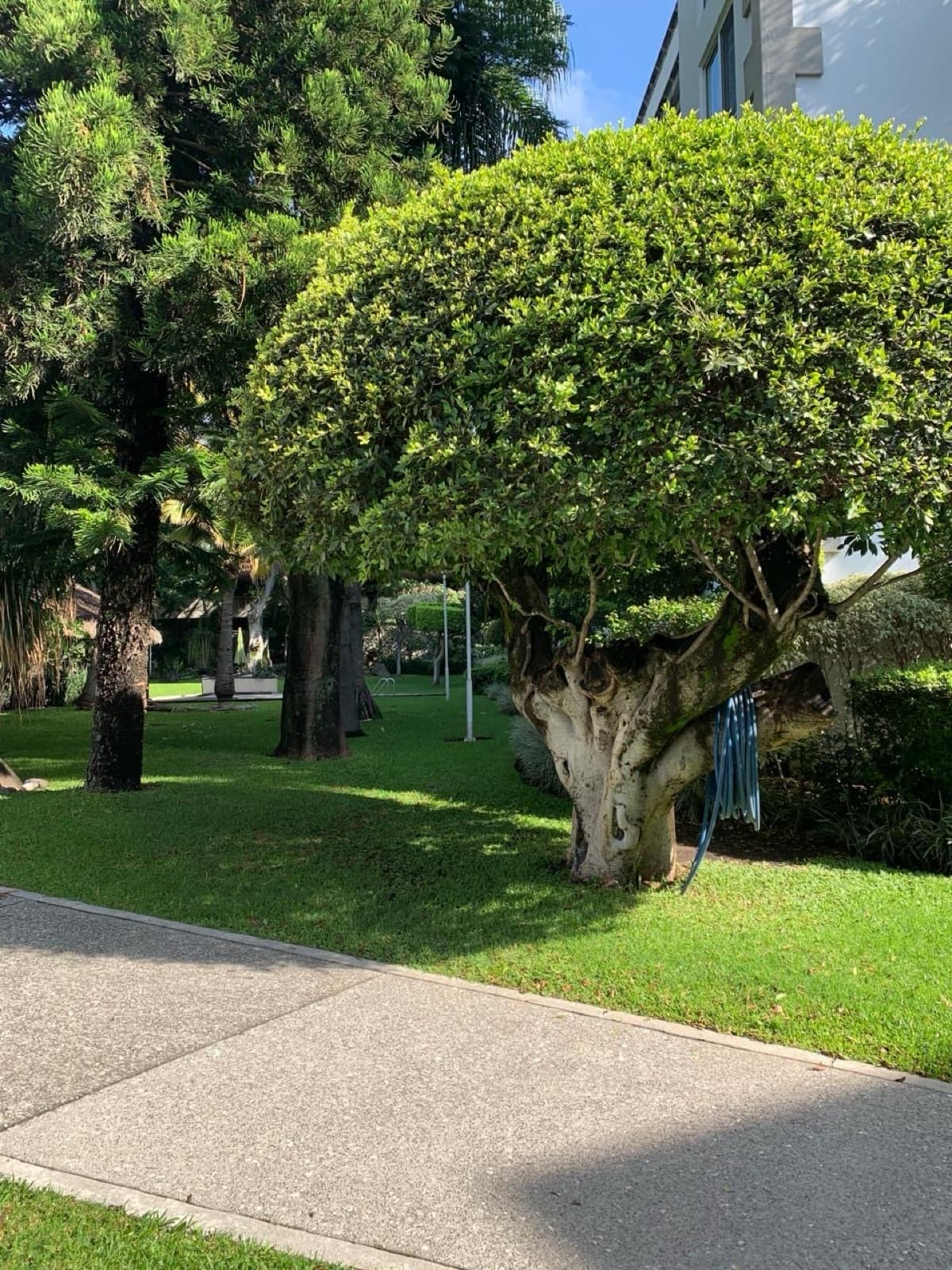 Apartment - Chapultepec
