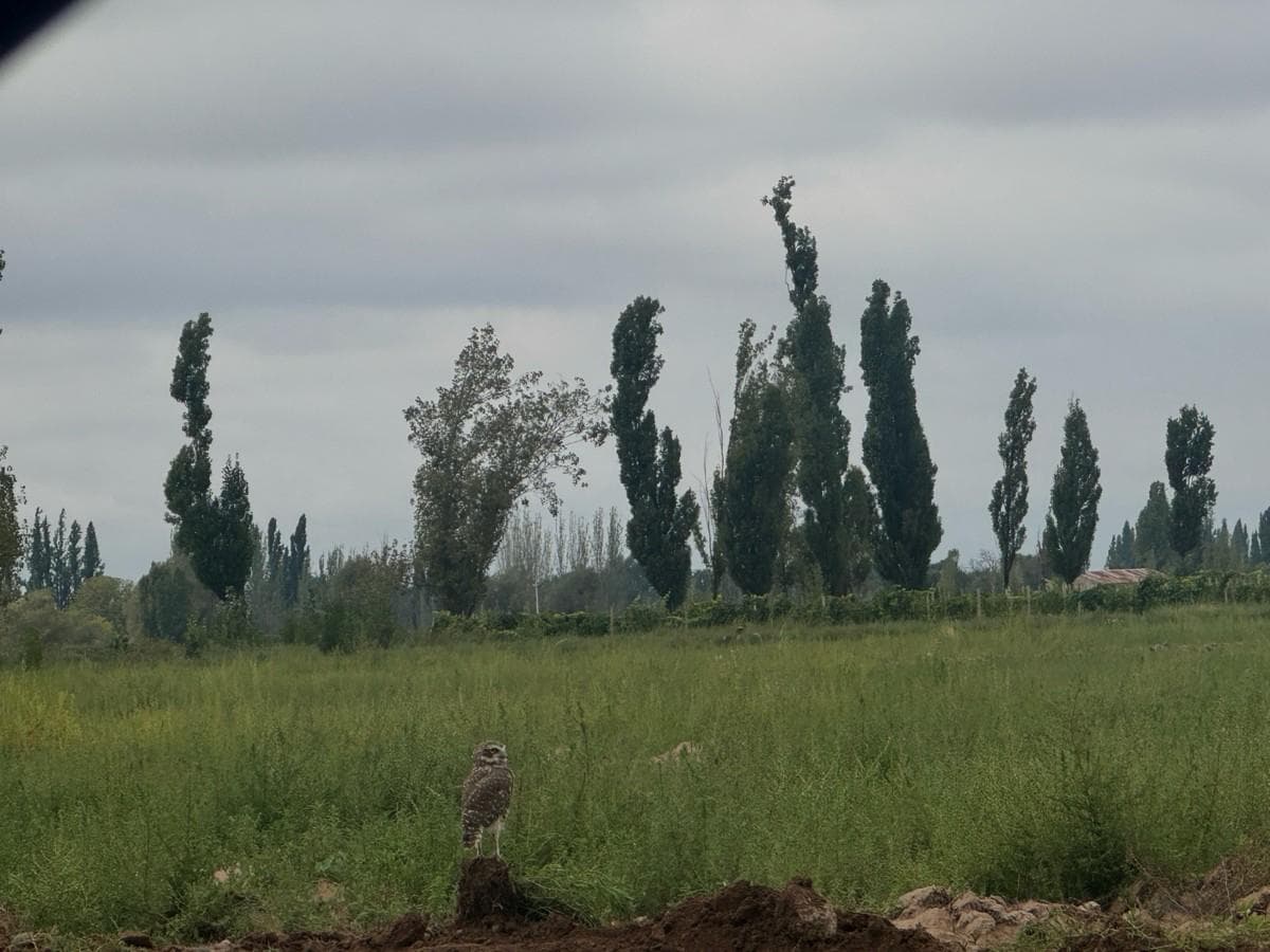 13-hectare plot of land just a few meters from Route 7 in Luján de Cuyo