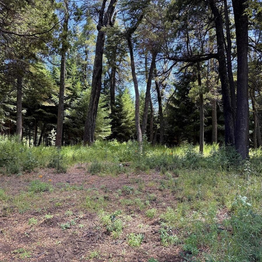 Land for Sale in Colonia Suiza, Bariloche