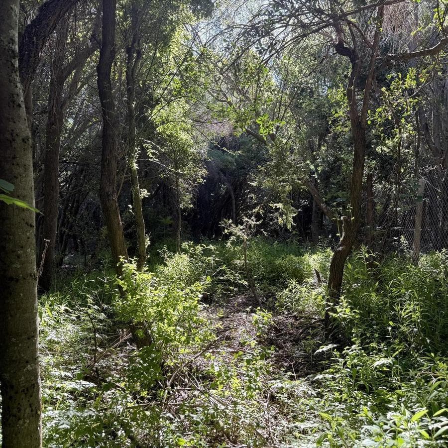 Land for Sale in Lomas de Cauquén