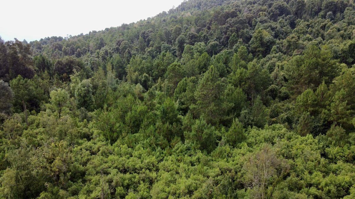 LAND IN MESA RICA, BRAVO VALLEY