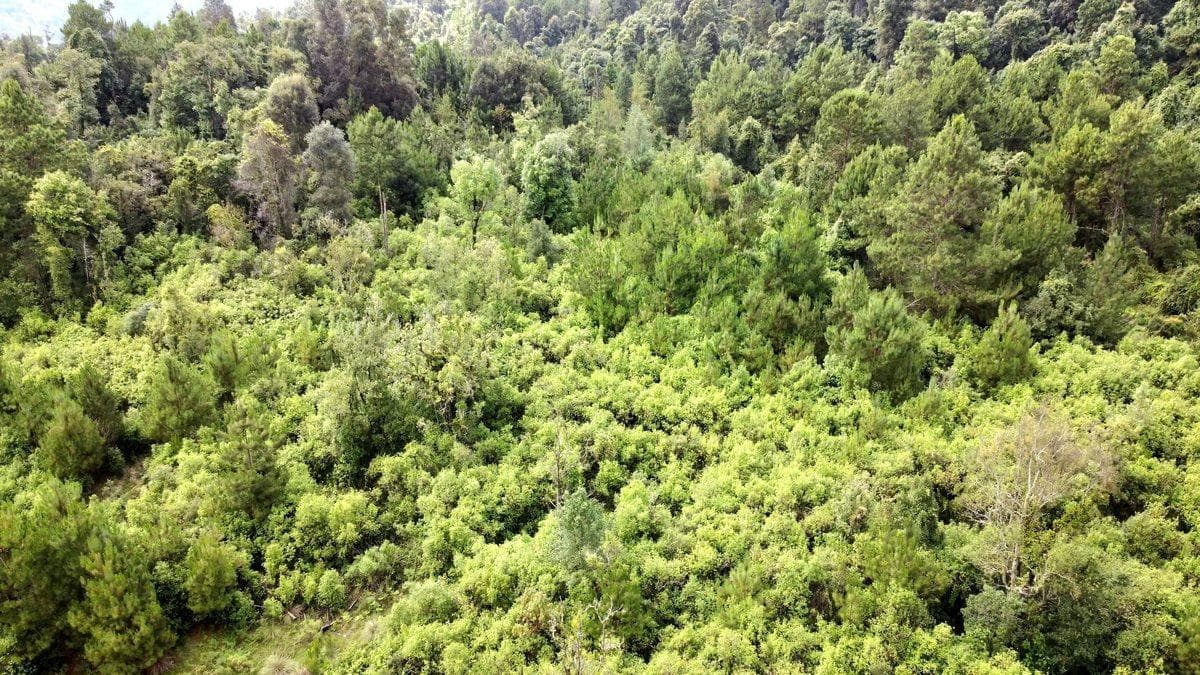LAND IN MESA RICA, BRAVO VALLEY
