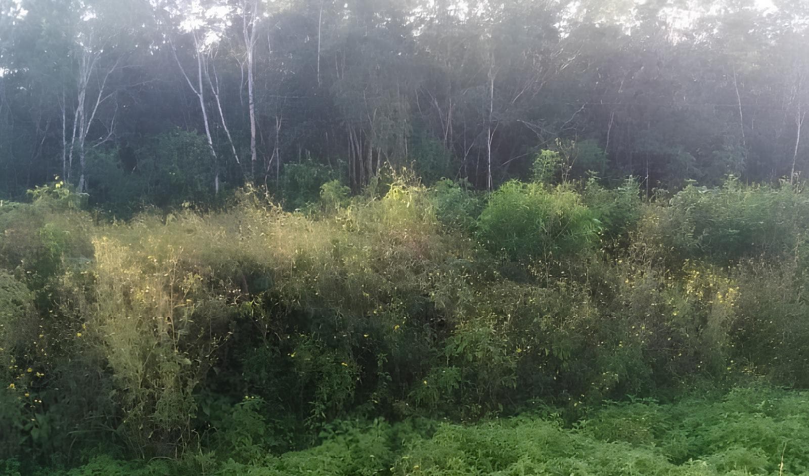 LAND FOR SALE IN LEONA VICARIO