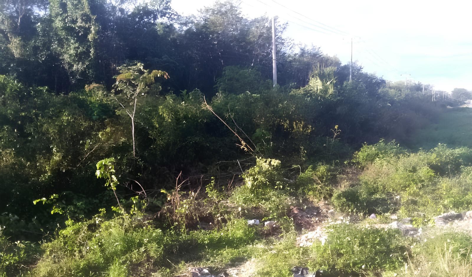 LAND FOR SALE IN LEONA VICARIO