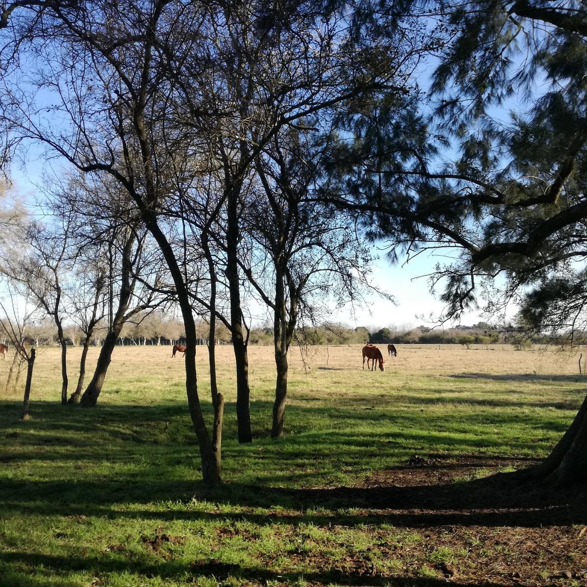 2.5-hectare lot for sale with a country house, shed, and pool in Cardales