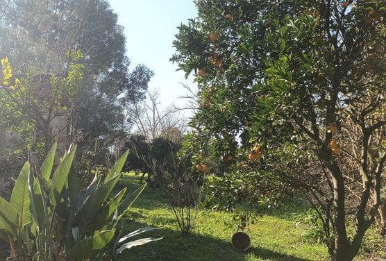 Land in Arana