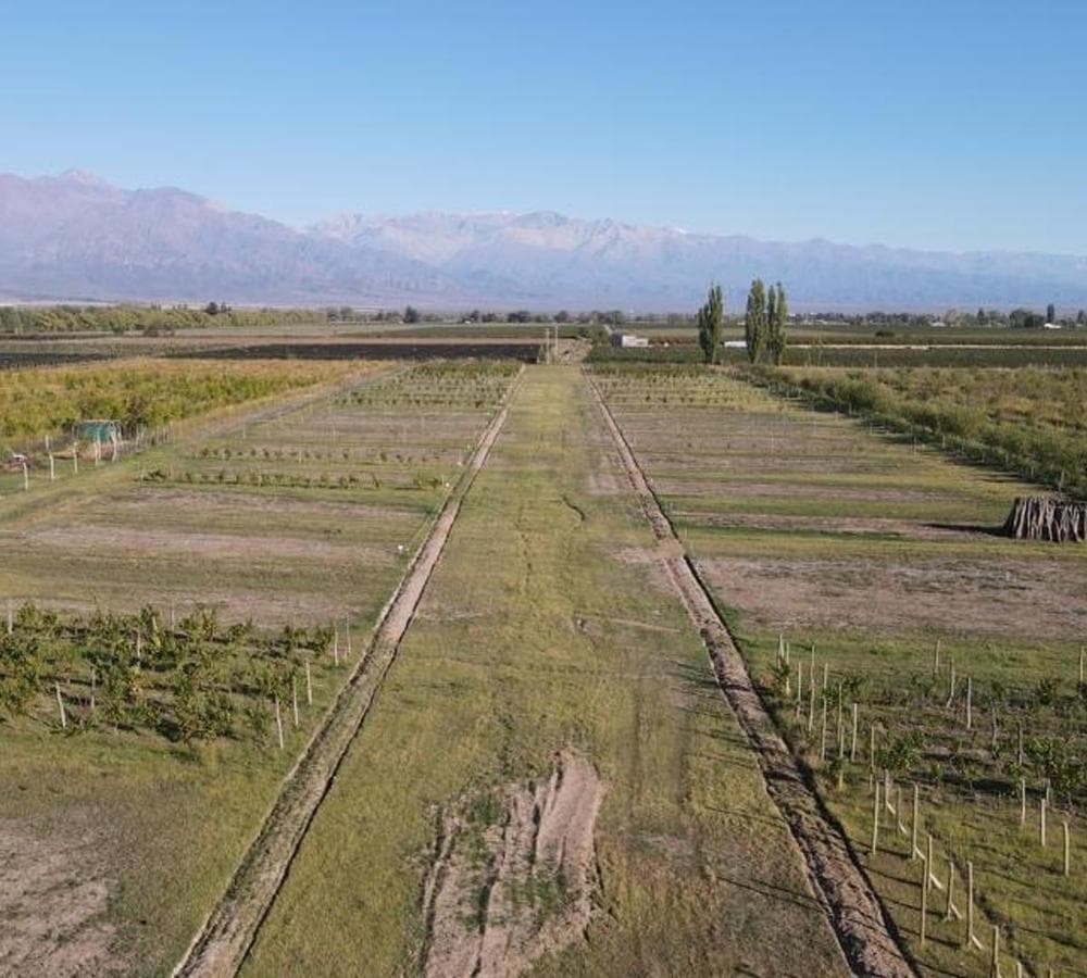 Lot in the La Merlina Neighborhood in the Uco Valley, Mendoza