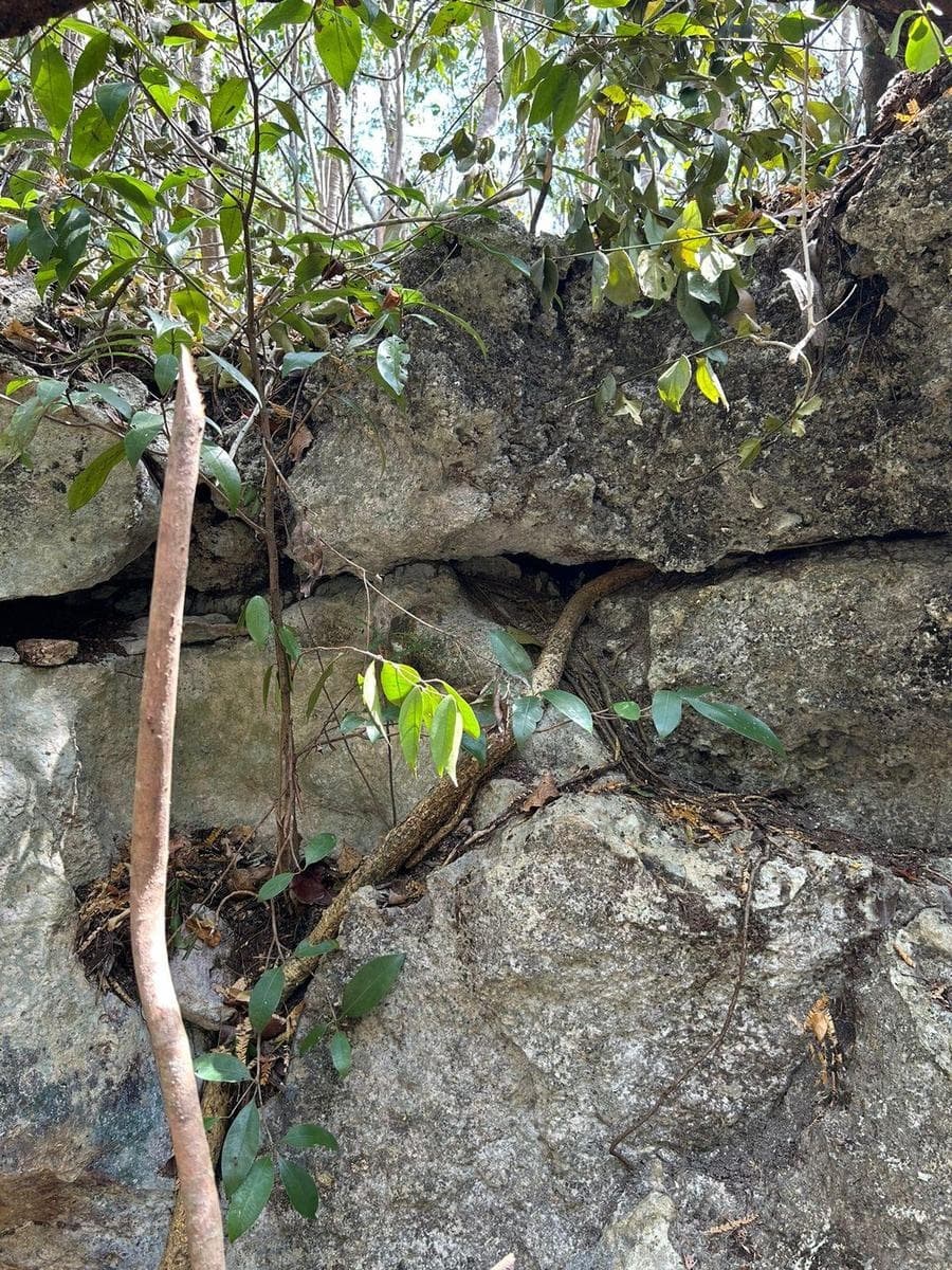 1,250 m² Lot for Sale in Region 15, Tulum | Private Cenote and Opportunity for Eco-Luxury Development