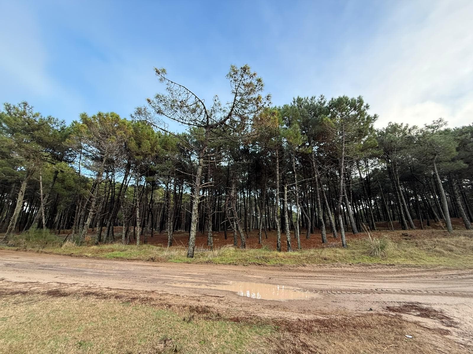 925 m² Lot for Sale in the Brisas Villarobles Neighborhood of Pinamar