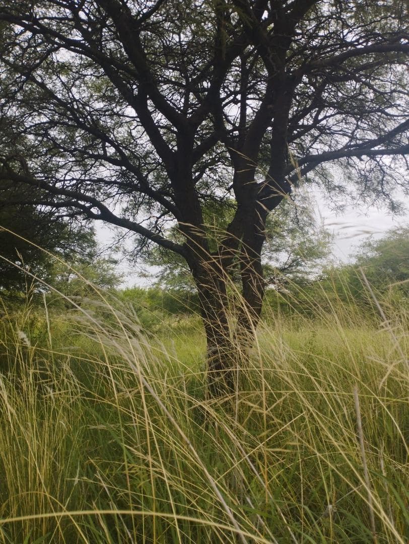 Land in Jose De La Quintana