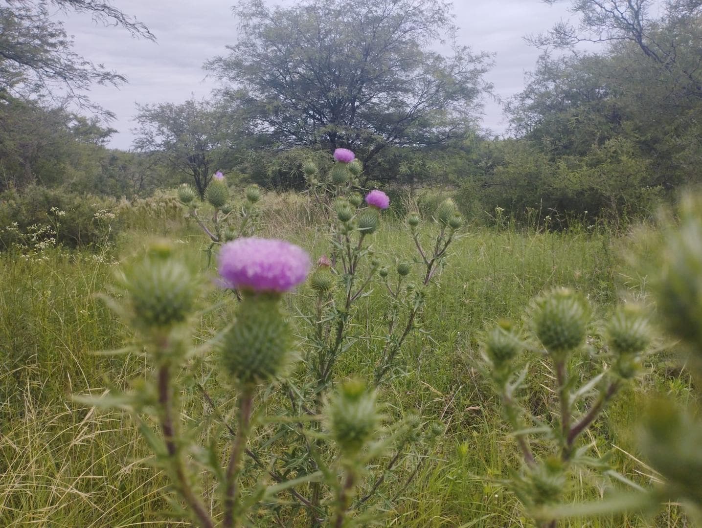 Land in Jose De La Quintana