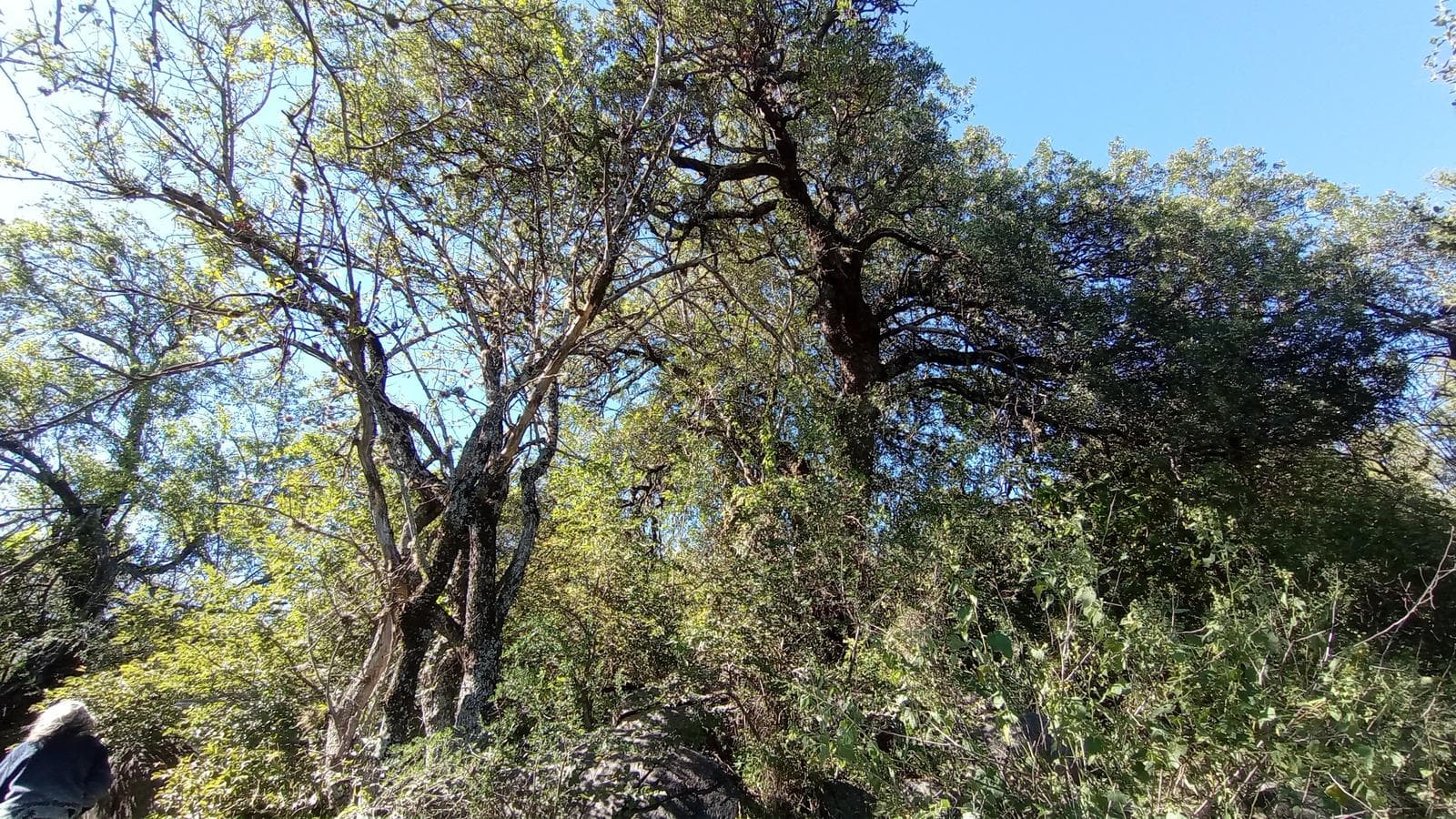 High-Altitude Ranch in Villa de Las Rosas | 2.5 Hectares | Nestled Between Mountains and Valleys