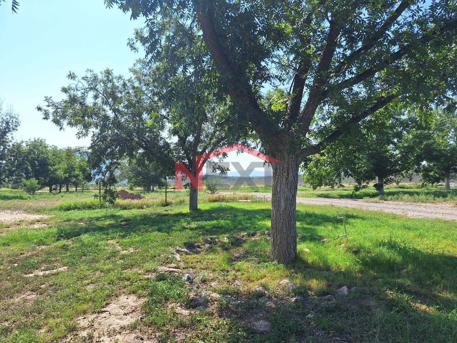 RURAL LAND WITH WALNUT TREES IN THE RINCÓN DE ARSENTALES SUBDIVISION