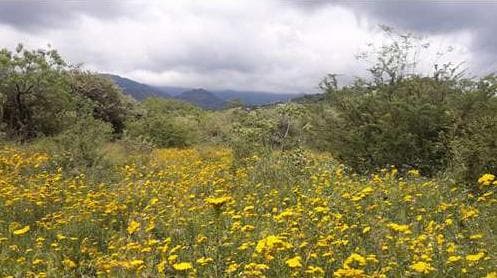 Land for Sale in Tepoztlan