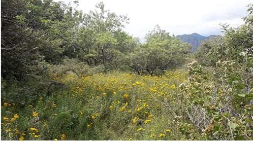Land for Sale in Tepoztlan