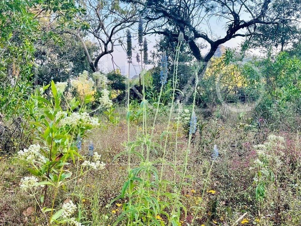 Land for Sale in Tepoztlan