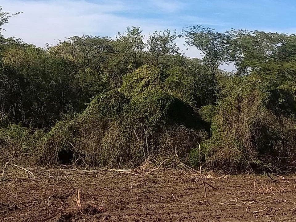 Flat lot for sale in Puente de Ixtla