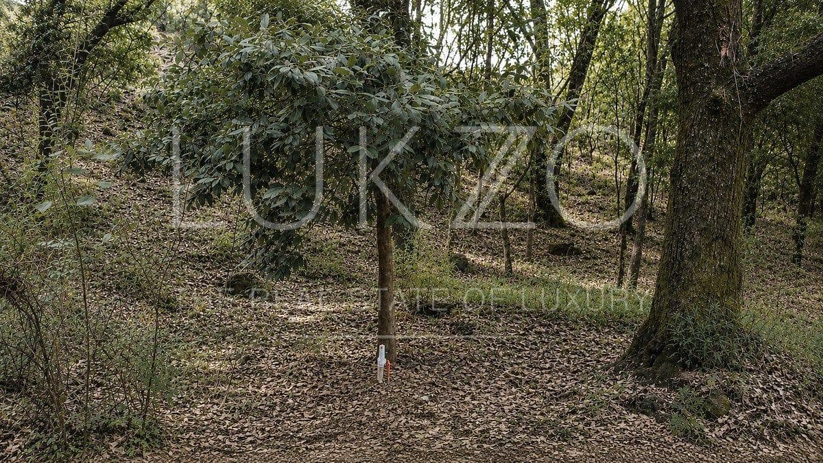 Land for Sale in Los Ocotes, Tepoztlán