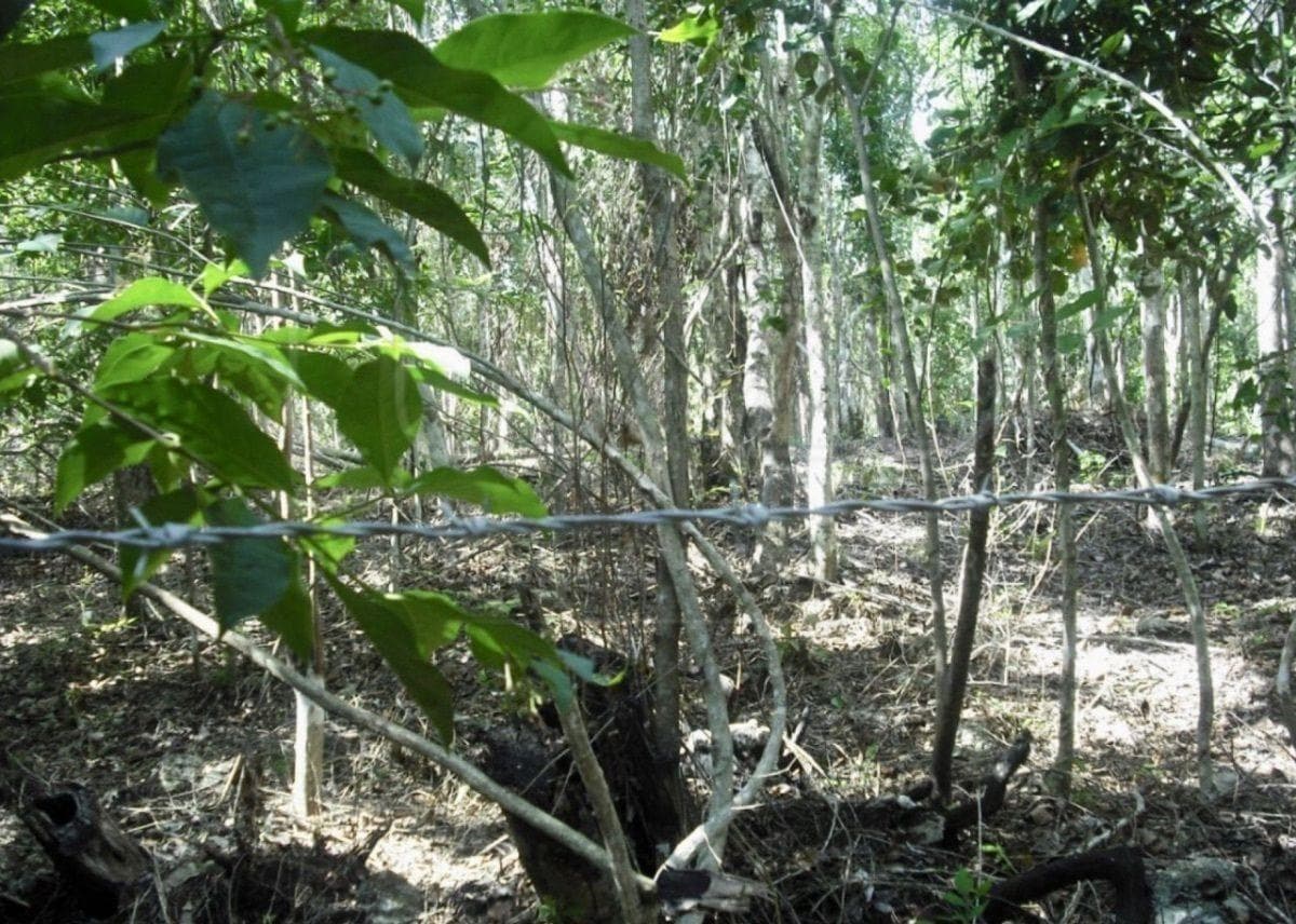 Land for Sale in Bacalar