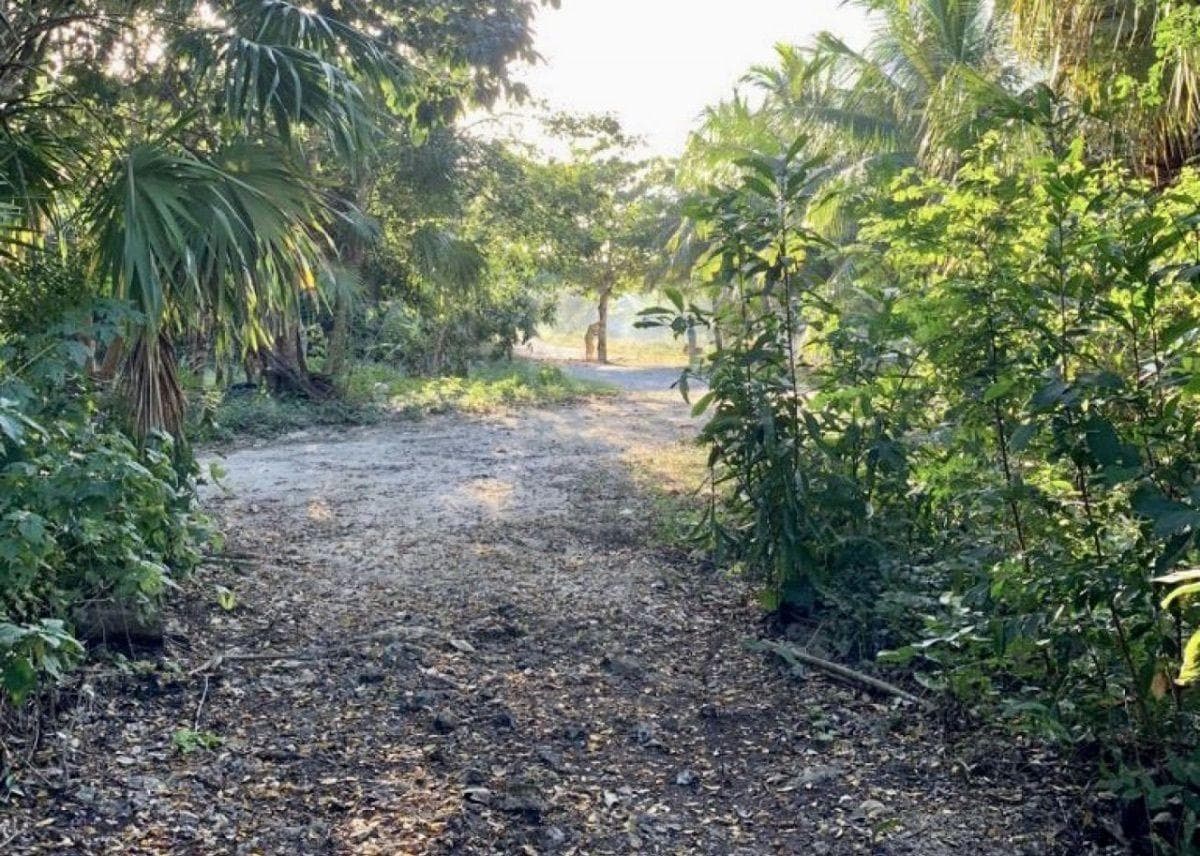 Land for Sale in Bacalar