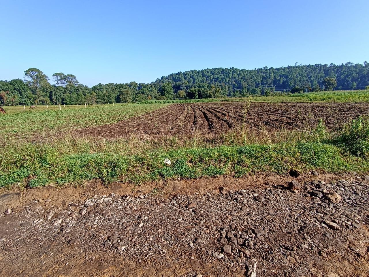 Land in San Simón el Alto
