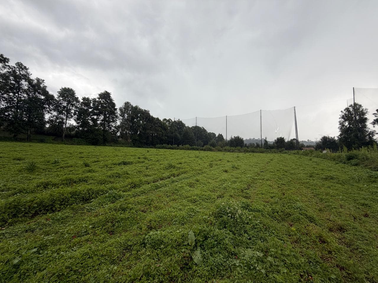 Land in San Simón el Alto