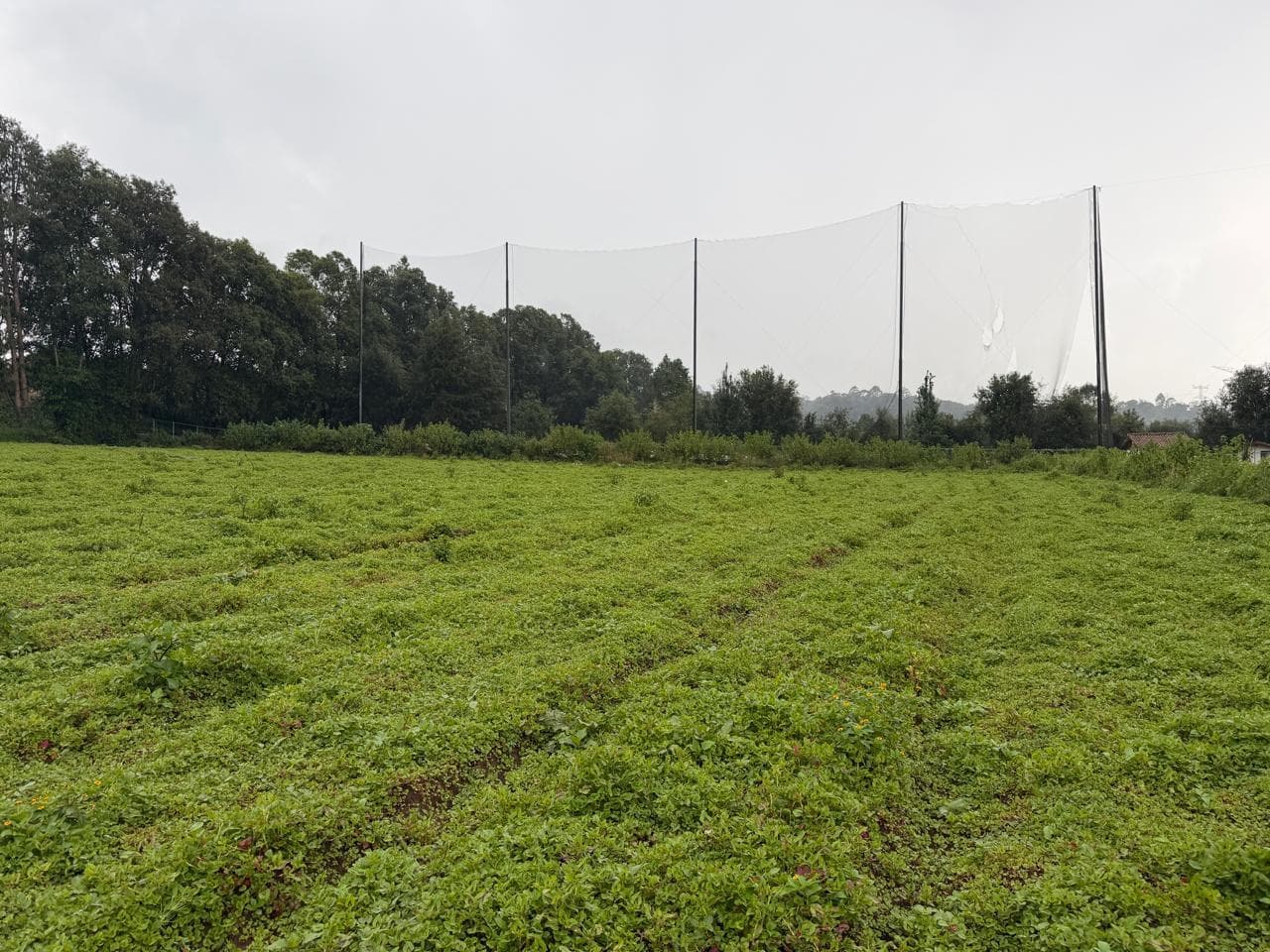 Land in San Simón el Alto