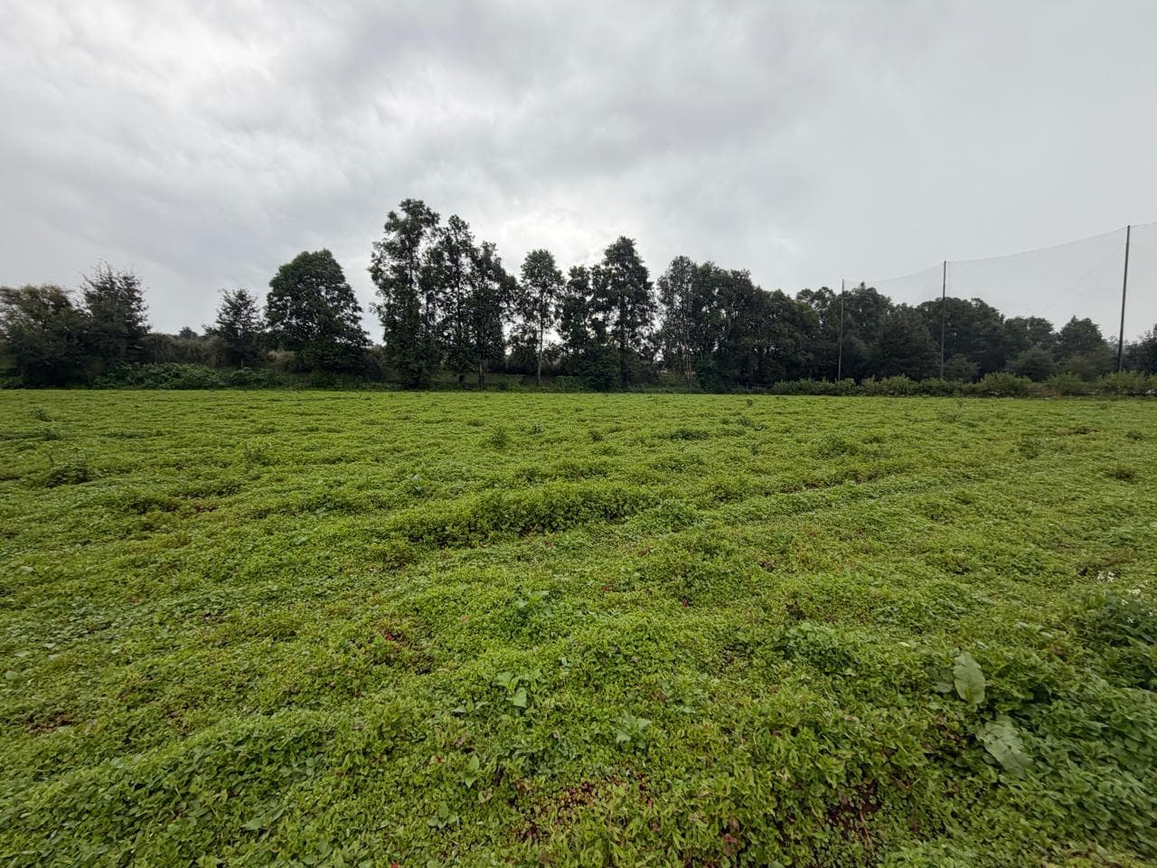 Land in San Simón el Alto