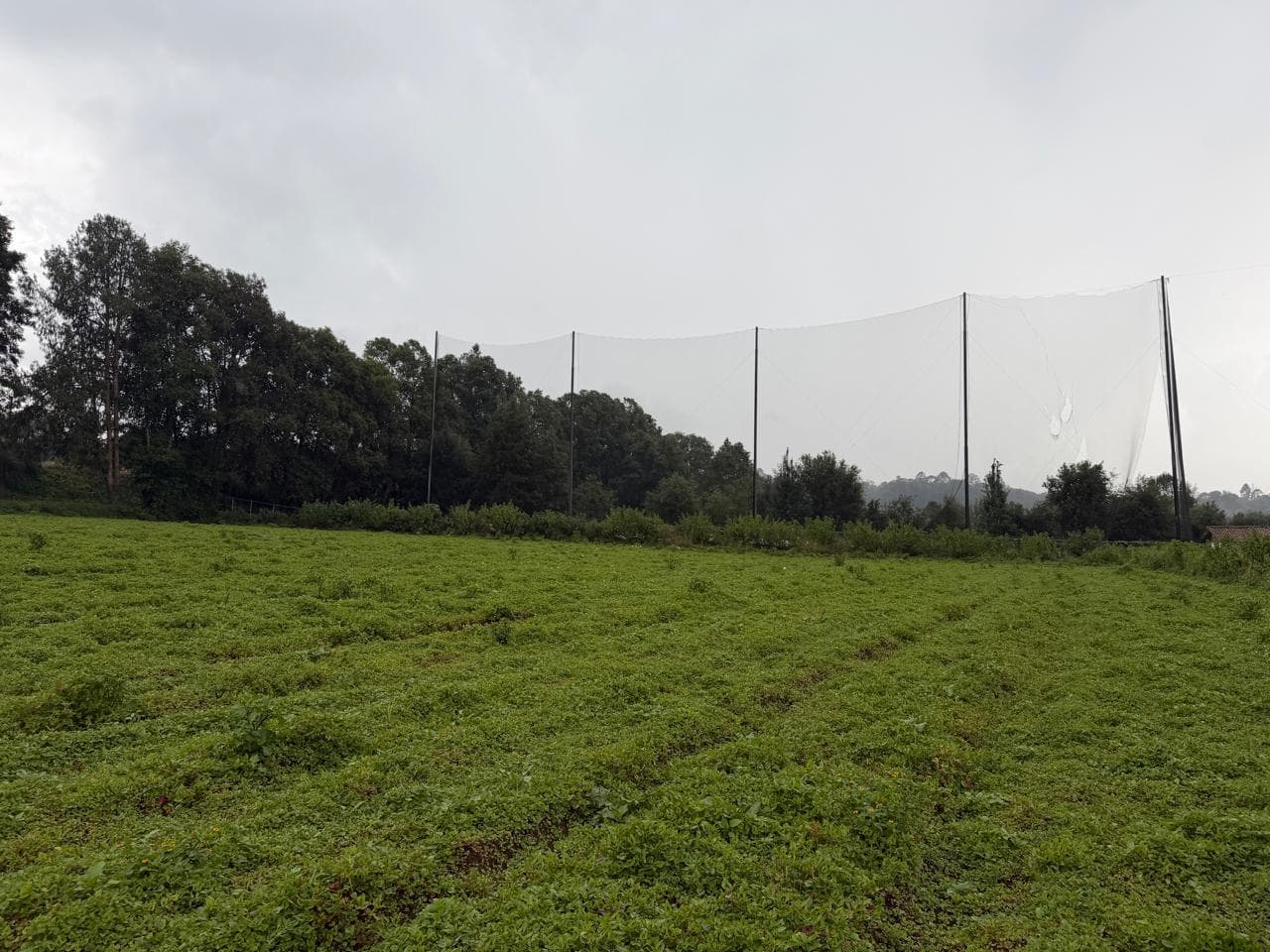 Land in San Simón el Alto