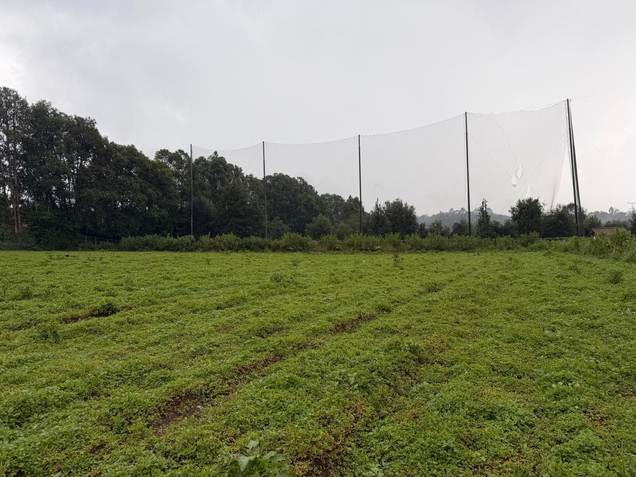 Land in San Simón el Alto