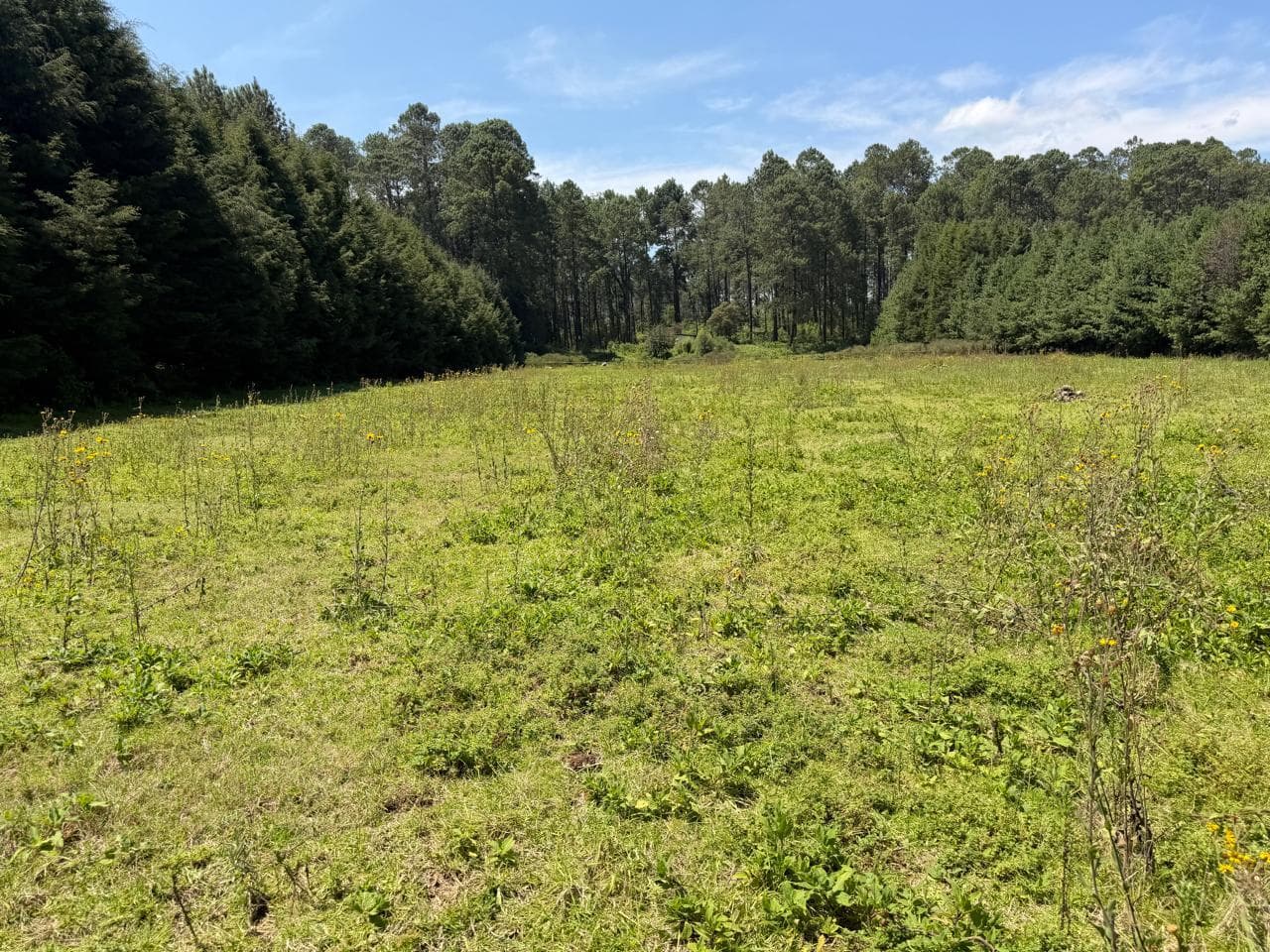 Land in Los Saúcos
