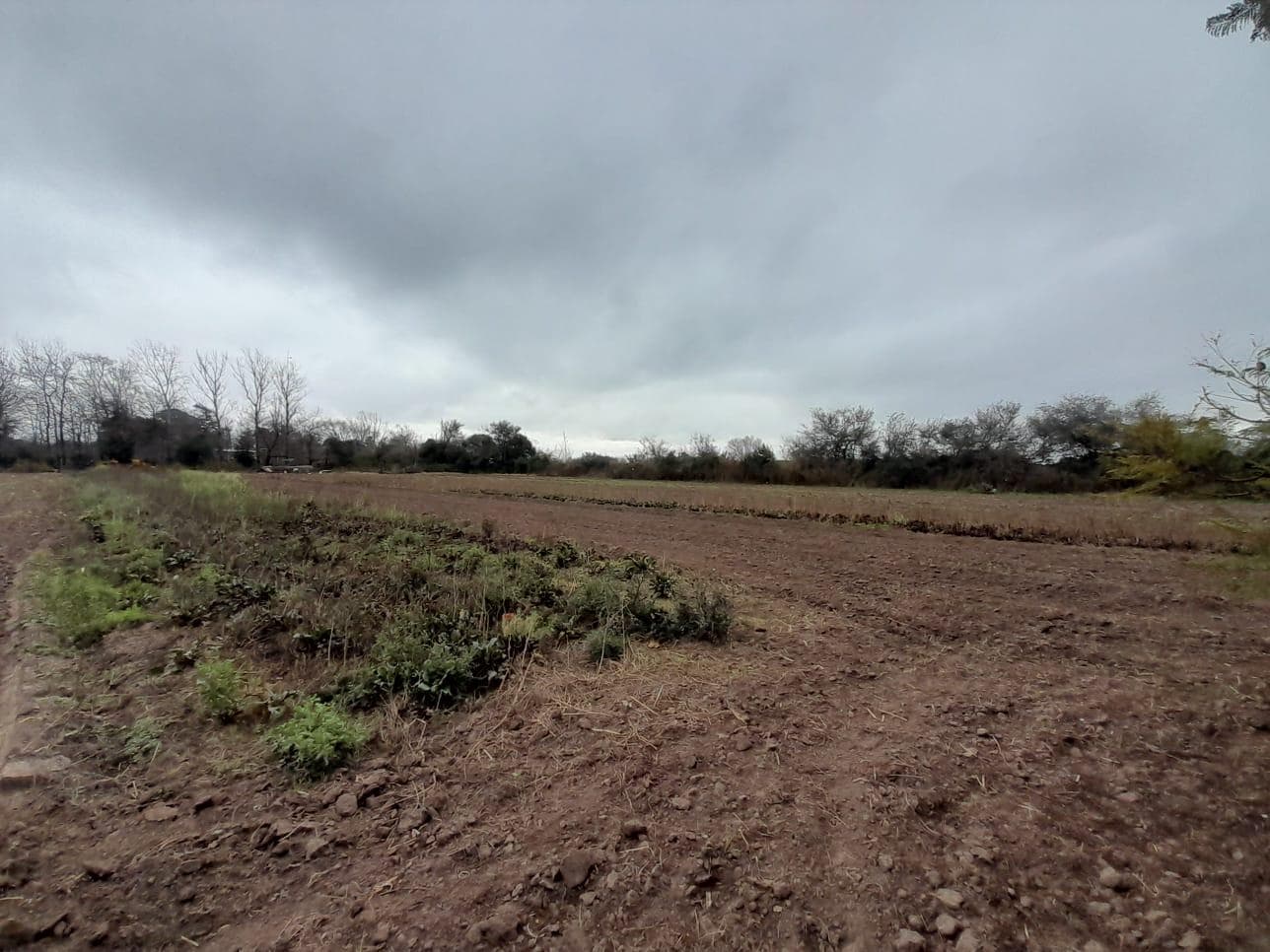 FOR SALE: PRODUCTIVE HECTARE PLUS HOUSE