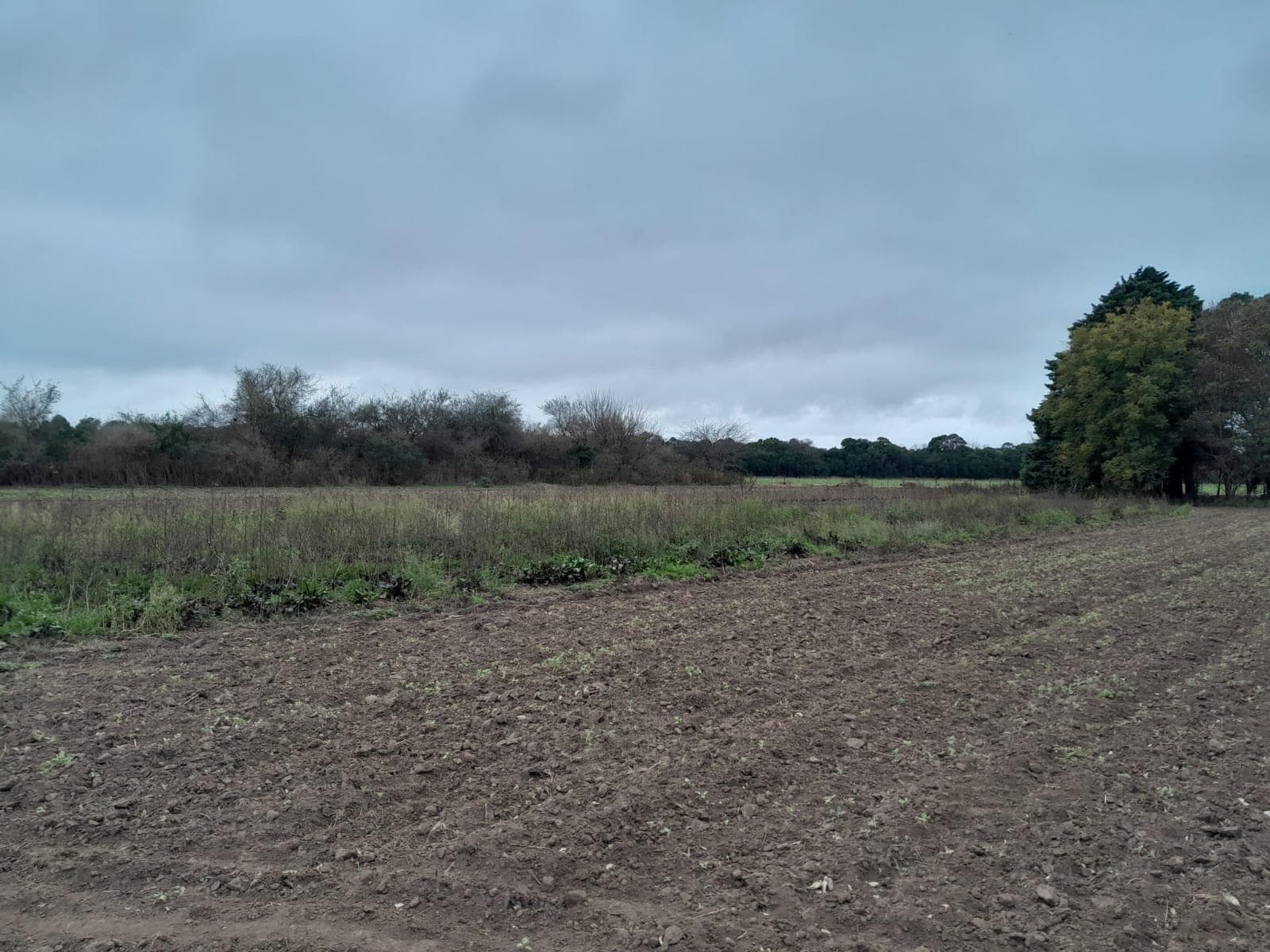 FOR SALE: PRODUCTIVE HECTARE PLUS HOUSE