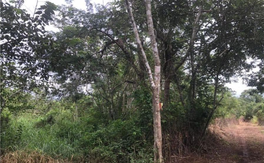 LAND FOR SALE IN VALLADOLID, YUC. 9.6 HA