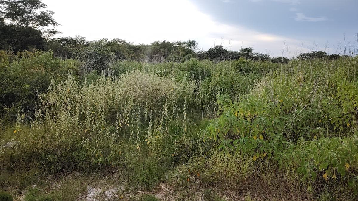1,660-square-meter lot in a rapidly growing area of Chablekal