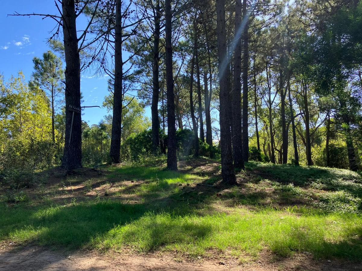 Deeded land in Las Gaviotas. Excellent tree cover and location