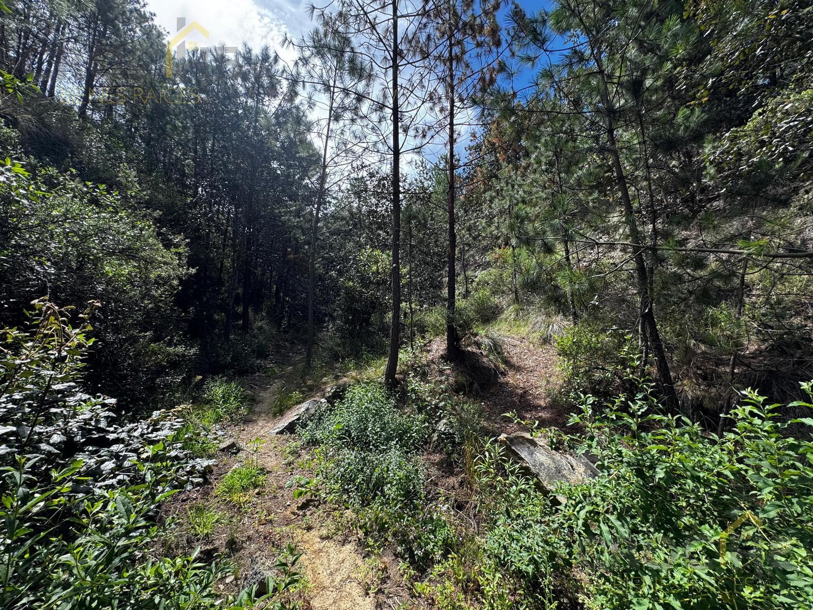 Land for sale in Perote in the Antigua Normal area