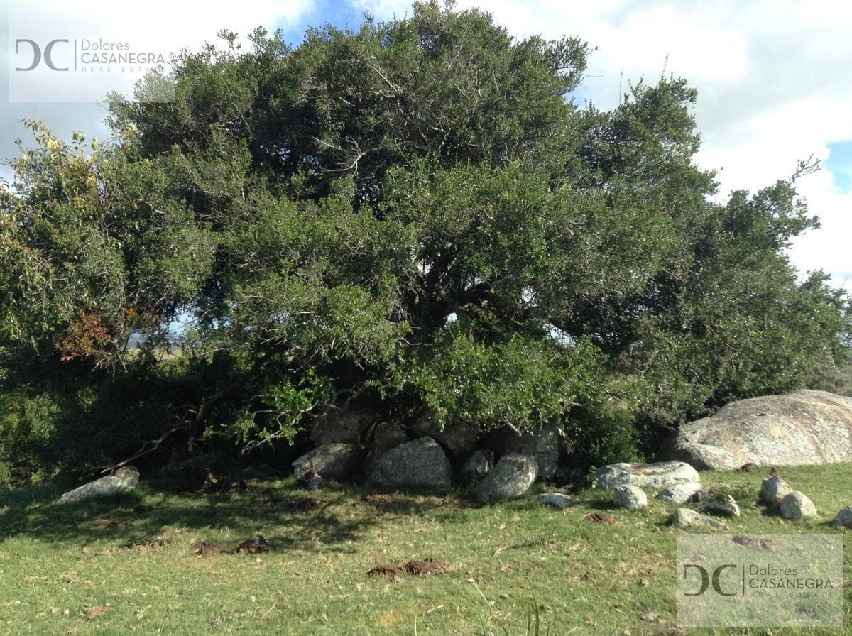 Land for Sale - Punta del Este