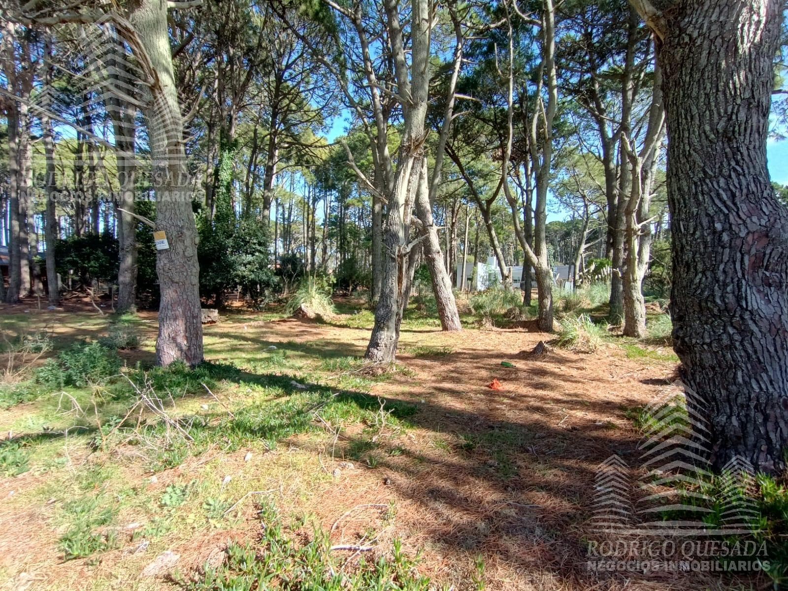 |1,000-square-meter lot| |Residential neighborhood| |El Pinar| |La Lucila|